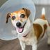 50 Secrets Your Veterinarian Won’t Tell You