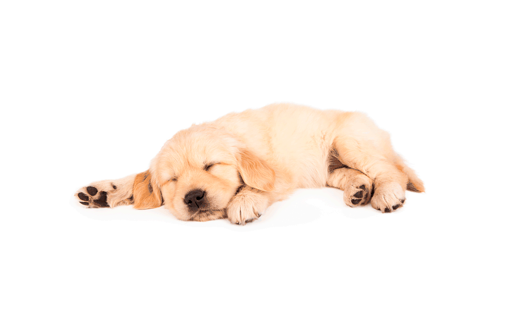 Attention, Pet Owners! This Is the One Electronic You Must Unplug to Stay Safe in a Thunderstorm