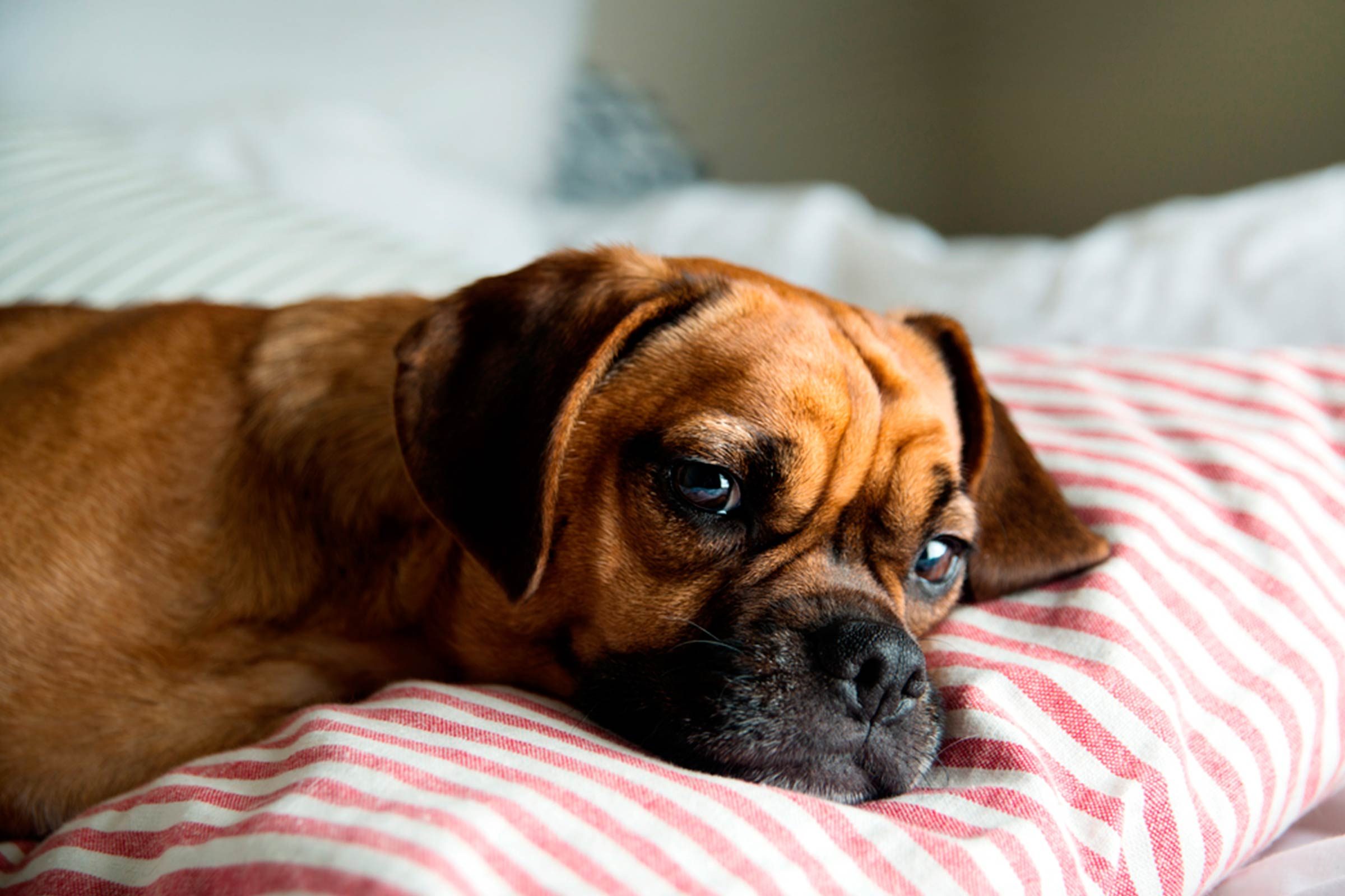 When-Is-It-Not-OK-to-Let-Your-Dog-Sleep-In-Your-Bed