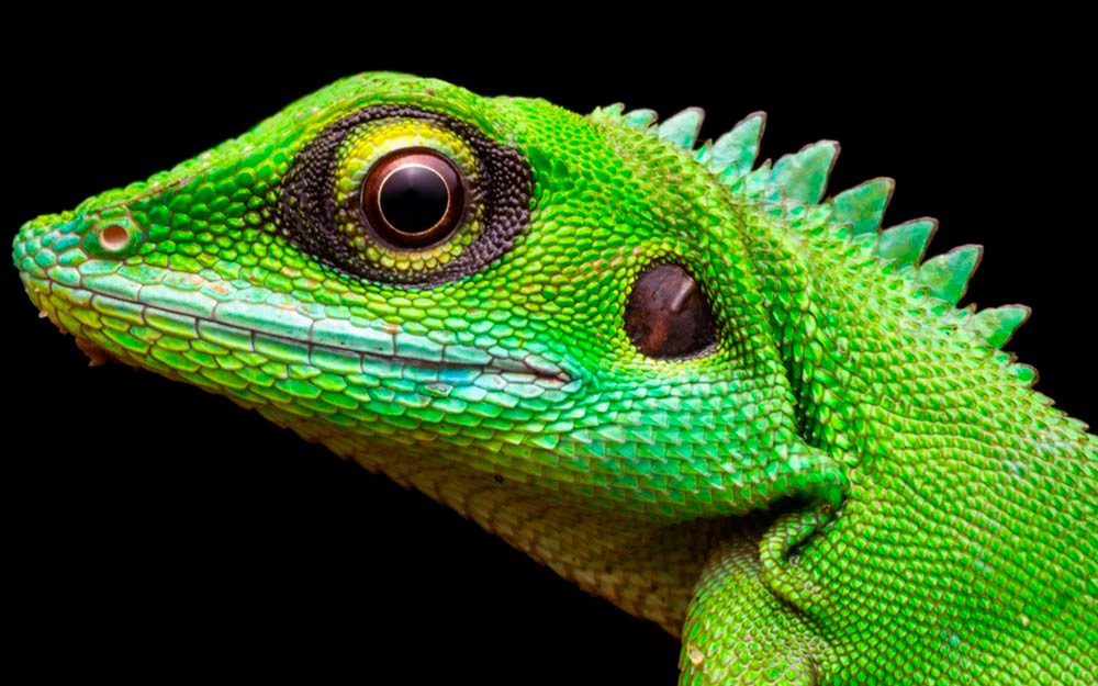 25 “Facts” About Animals You Have All Wrong