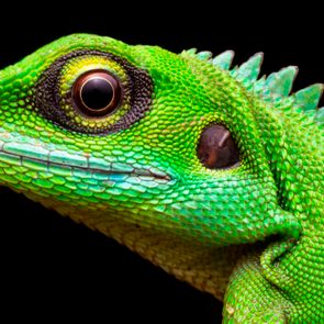 12-Facts-About-Animals-That-You-Have-All-Wrong_548009803-FT