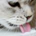Can Cats Drink Milk? A Veterinarian Explains