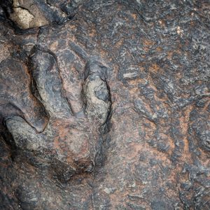  dinosaur footprints in kalasin, thailand