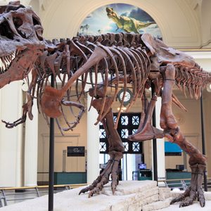 Dinosaur skeleton stands on display; set in a bright museum gallery, the skeleton is posed as if walking across a stone platform.