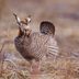 13 Facts About Animals That Have Gone Extinct in the Last 125 Years