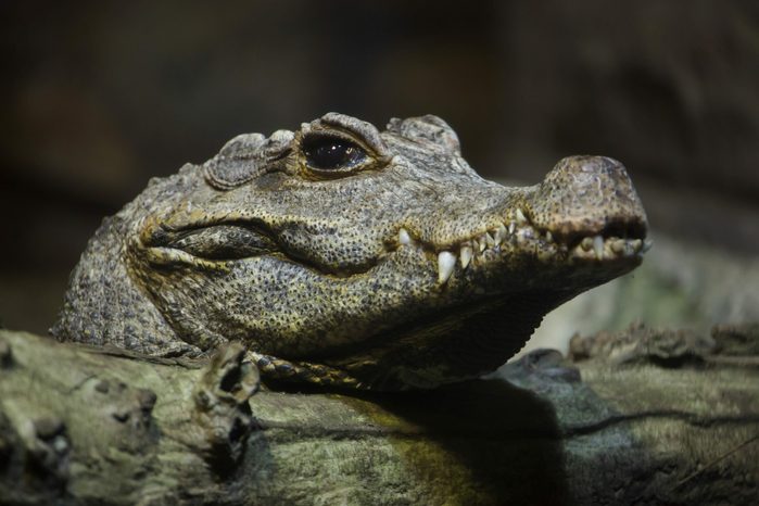 Dwarf crocodile (Osteolaemus tetraspis), also known as the African dwarf crocodile.