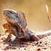 12 Things You Didn’t Know Lizards Could Do