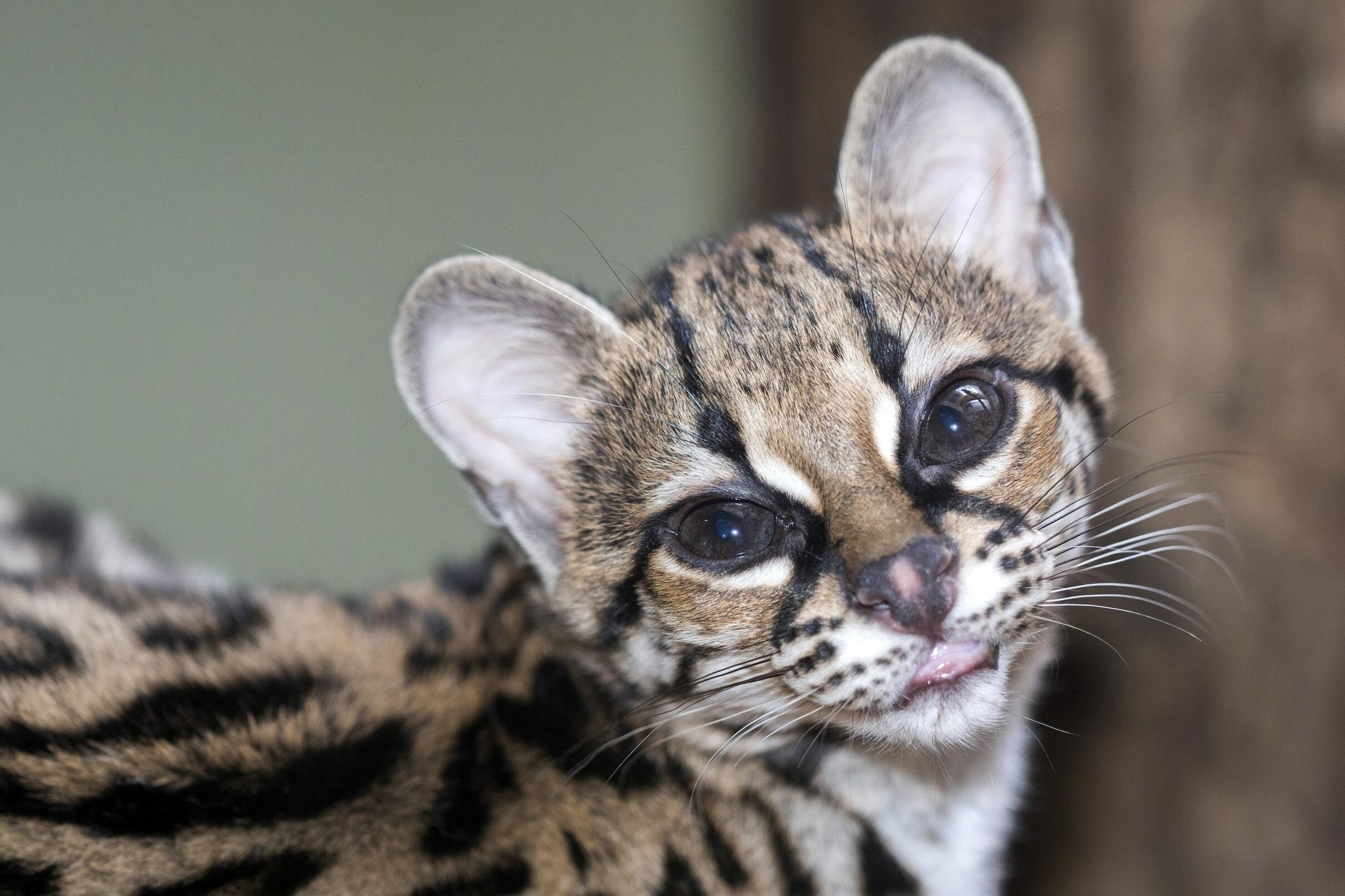 Margay, Leopardus wiedii, beautiful South American cat
