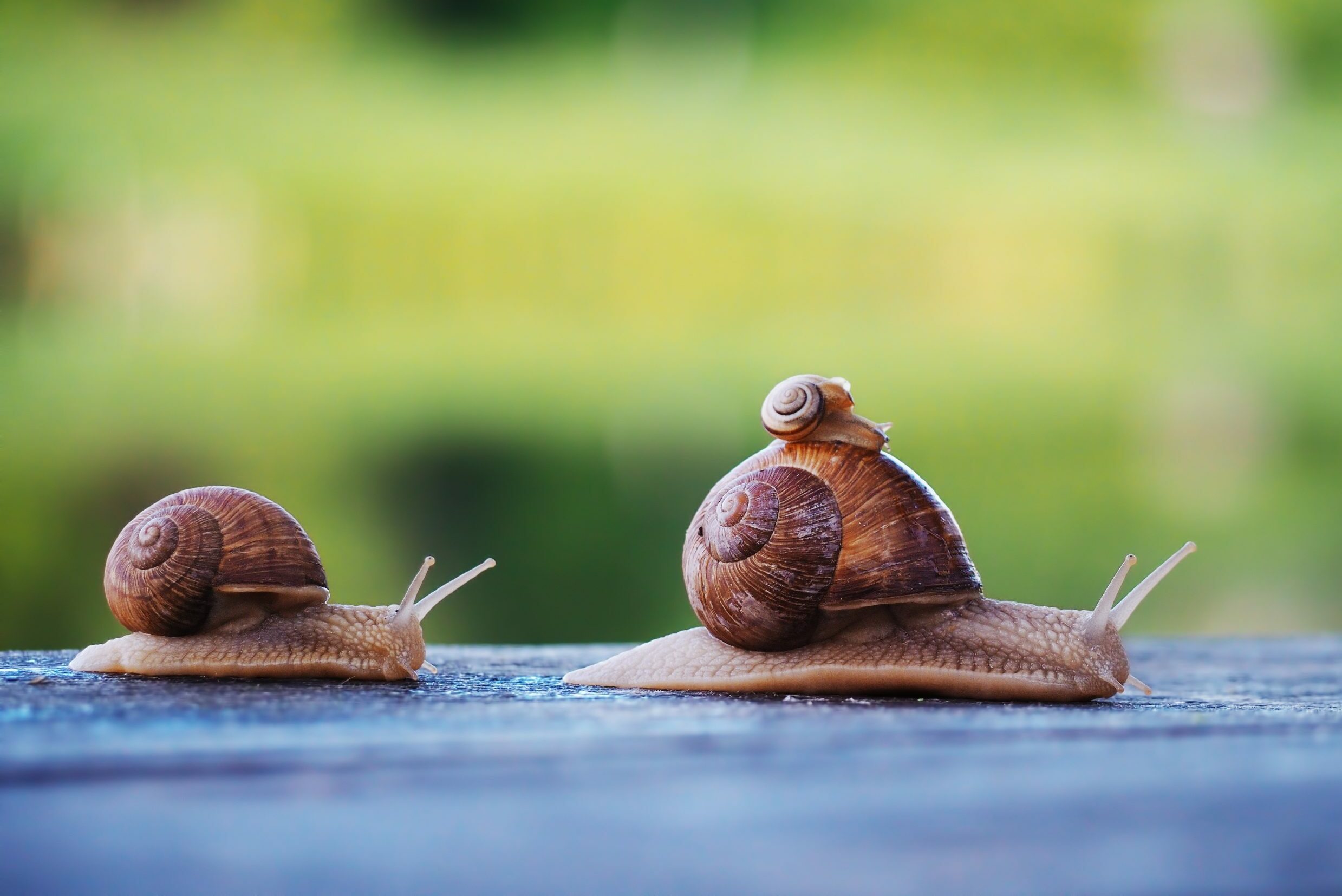 Snail brown at the green backgroud racing at the blue wood