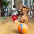 The 23 Best Dog Puzzle Toys for Bored Dogs