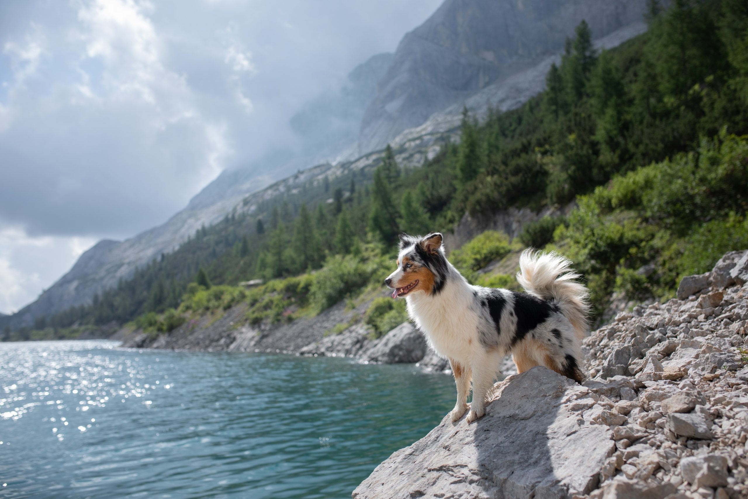 12 of the Bravest Dogs in History
