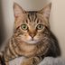14 Common Cat Myths You Probably Believed Were True—Until Now