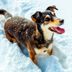 How Cold Is Too Cold for Dogs? A Winter Survival Guide for Pet Parents