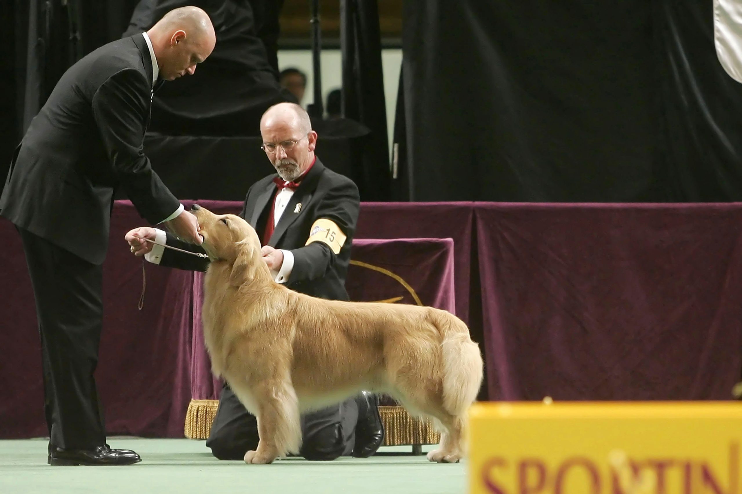 This Could Be Why Beloved Dog Breeds Never Win Westminster
