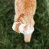 Cat Tail Signs: 11 Secrets You Can Learn from a Cat’s Tail