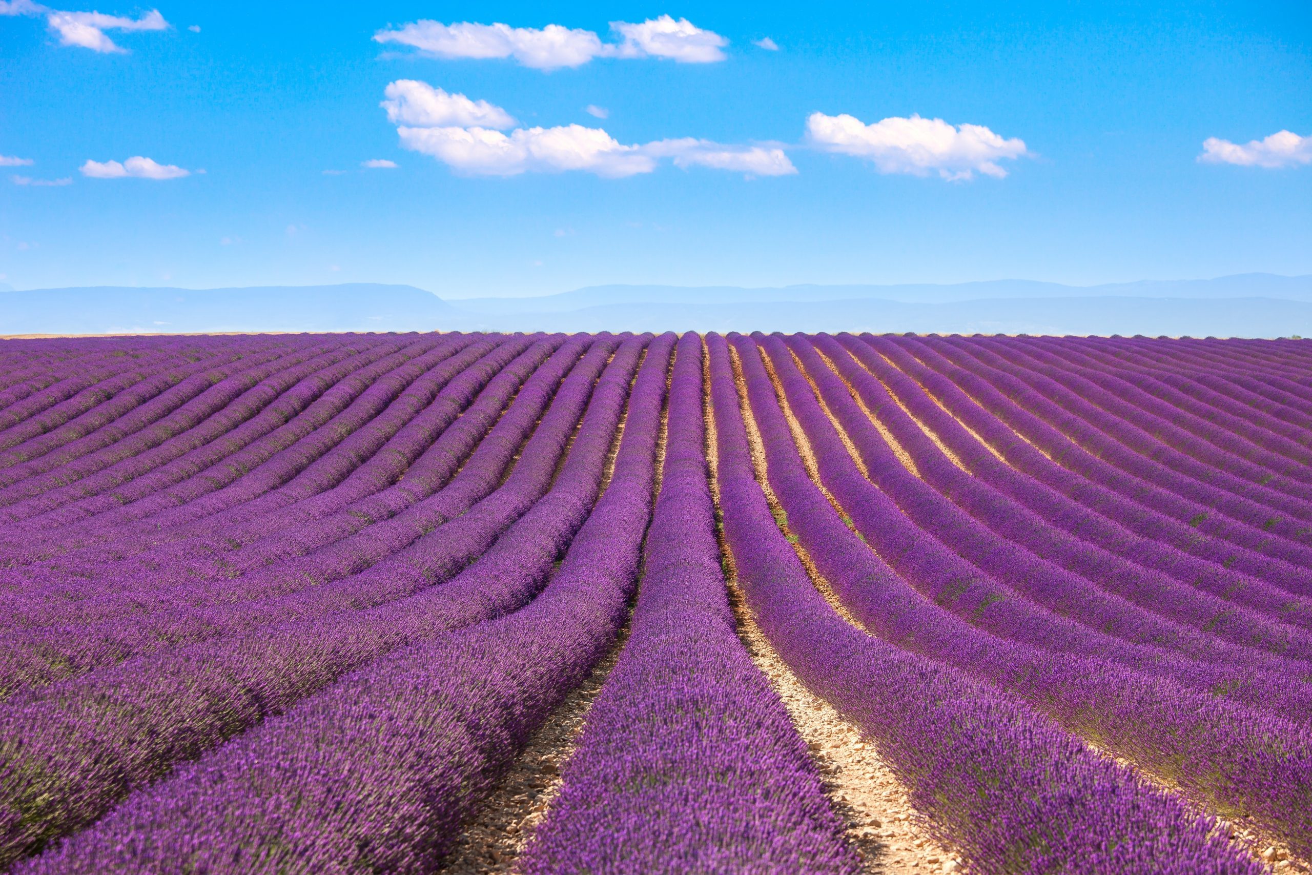 16 of the Dreamiest Lavender Farms Around the World