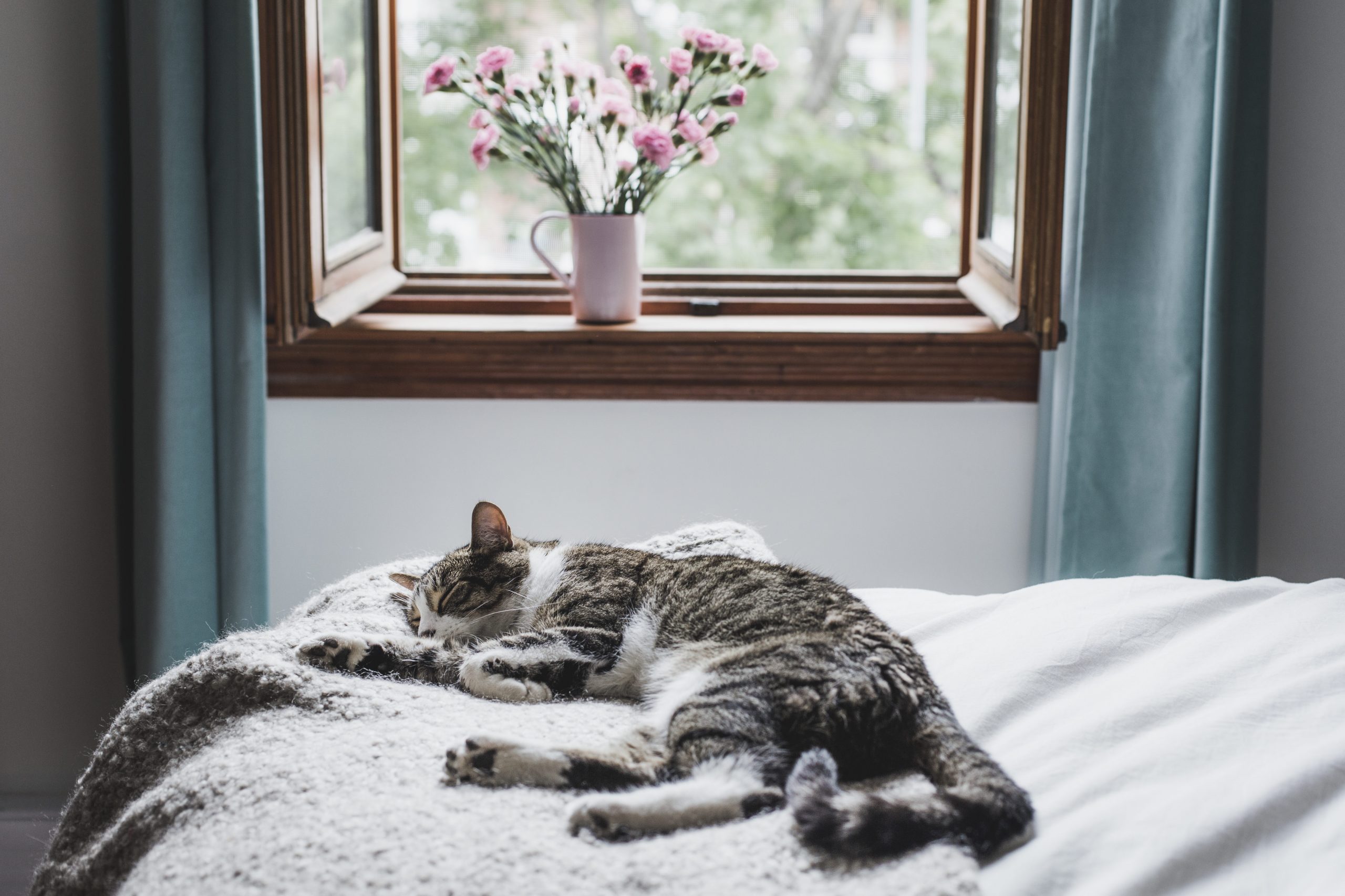 Is It OK to Let Your Cat Sleep in Your Bed?