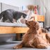 12 Cat Breeds That Get Along Well with Dogs