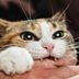 Why Does My Cat Bite Me? Experts Explain Common Reasons