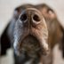 11 Things Dogs Can Smell That Humans Can’t
