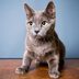Do Cats Get Anxiety? How to Spot the Signs—And Help Your Cat