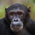 15 of the Smartest Animals in the World