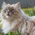 19 Cutest Cat Breeds You'll Want to Adopt