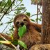 40 Adorable Sloth Pictures You Didn’t Know You Needed