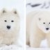 15 Dogs That Look Like Bears You’ll Want to Cuddle ASAP
