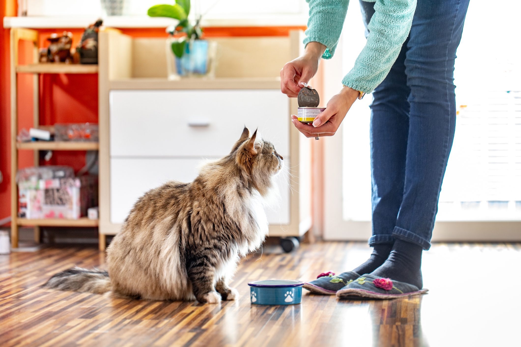 15 Toxic Foods For Cats That You Might Have In Your Kitchen