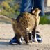 Why Do Cats Rub Against You? A Cat Behavior Expert Explains