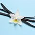 Where Does Real Vanilla Flavoring Come From?
