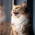 Why Do Cats Chirp, and Does It Mean They're Happy?
