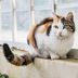 Why Do Cats Wag Their Tails? A Cat Behavior Expert Explains