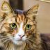 Can Cats Cry? A Vet Explains