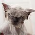 Why Do Cats Hate Water? 4 Reasons Your Cat Doesn't Want to Get Wet