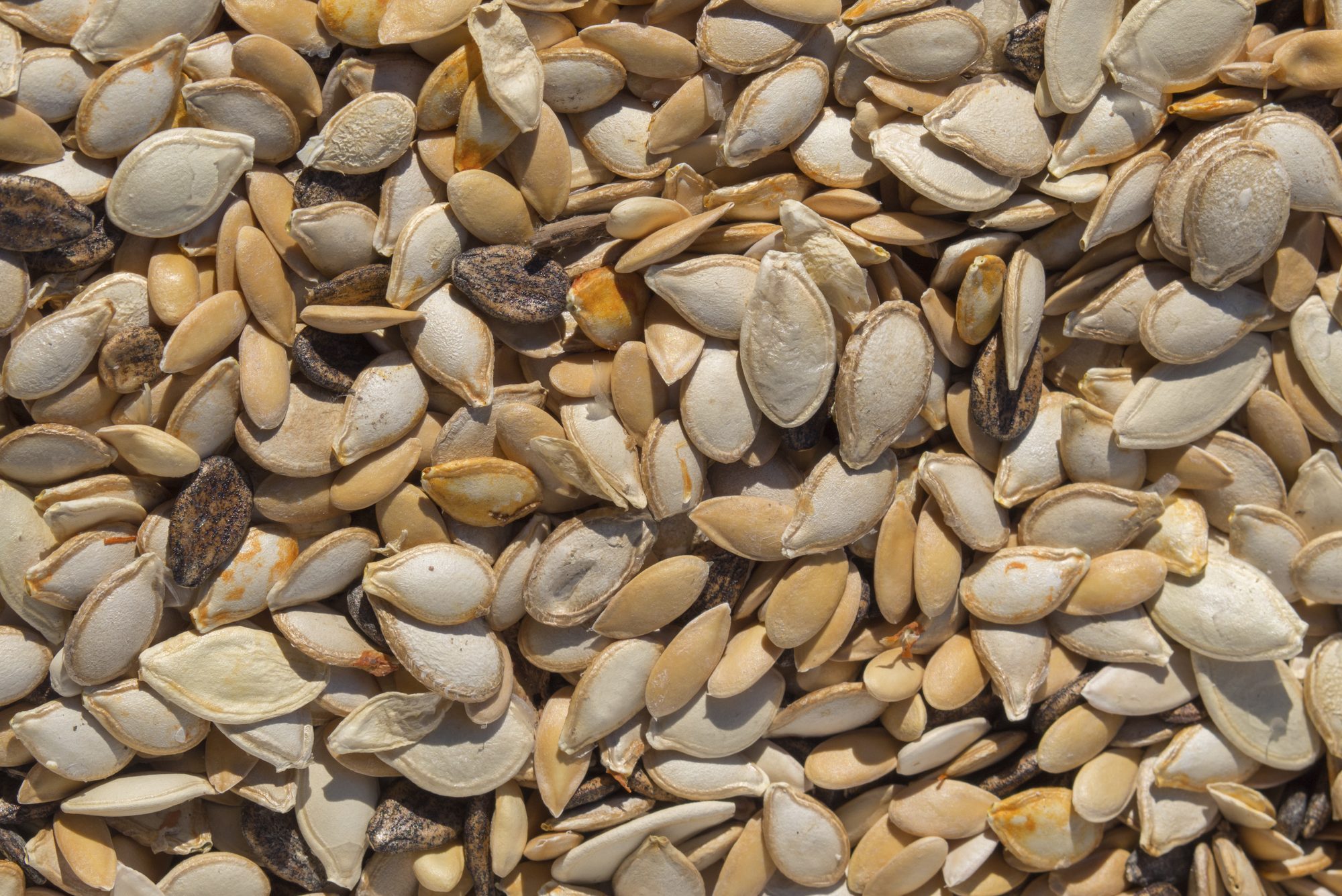Seeds clustered together, displaying varied shapes and tan-brown hues, scattered closely in a textured surface backdrop.