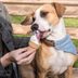 Can Dogs Eat Ice Cream? What Pet Owners Need to Know