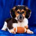 How to Watch the Puppy Bowl 2025