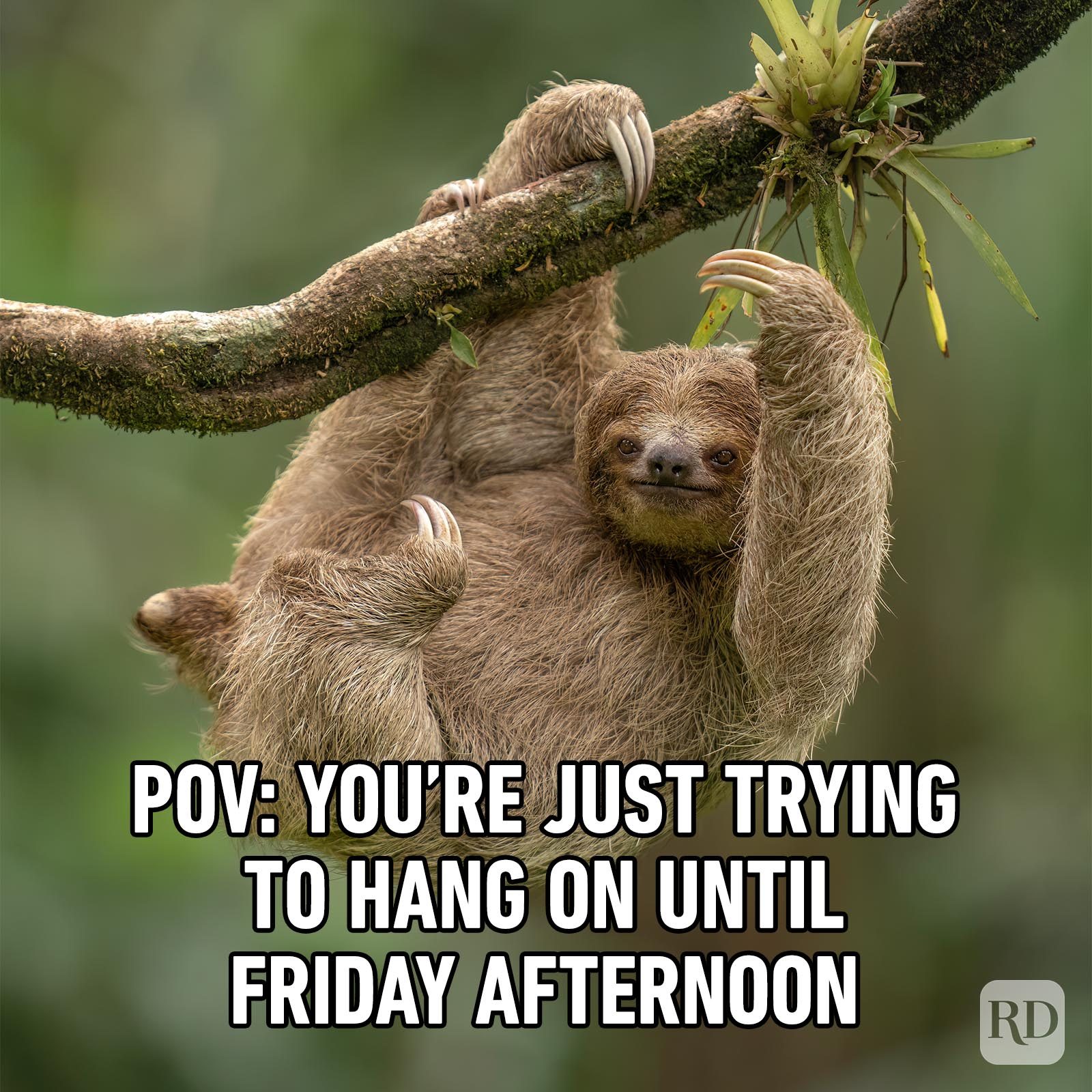 Friday Memes 39
