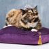 12 of the Most Expensive Cat Breeds Money Can Buy