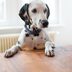14 Rude Habits Bad Dog Owners Need to Stop ASAP