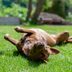 Why Do Dogs Roll in the Grass—and How Can You Stop It?