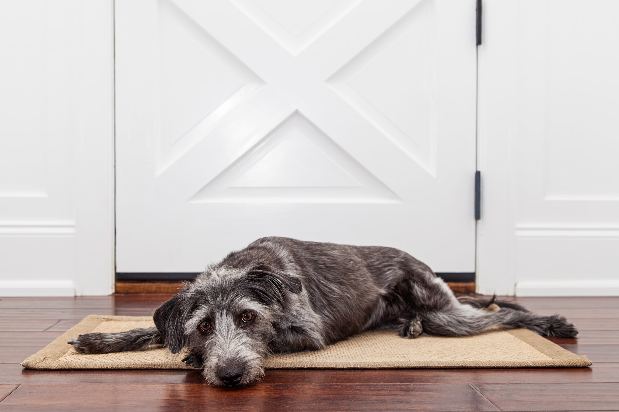 How Long Can You Leave a Dog Alone at Home?