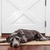 How Long Can You Leave a Dog Alone at Home?