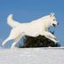 20 Beautiful White Dog Breeds—and How to Keep Them Clean