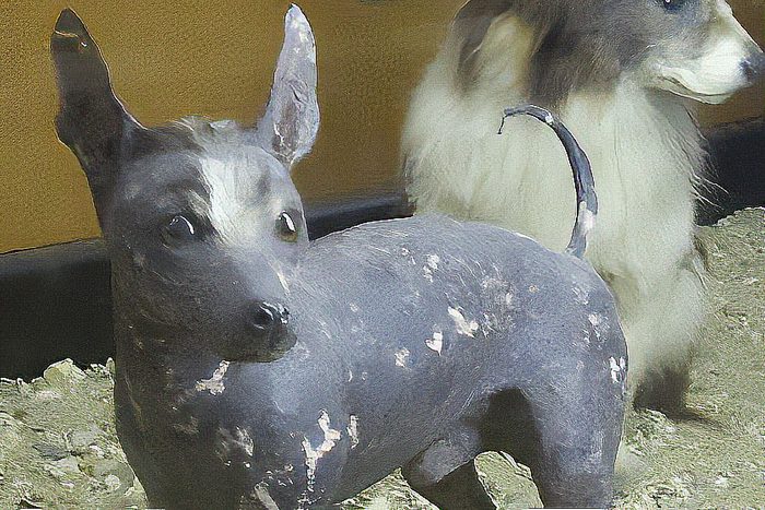 stuffed Abyssinian Sand Terrier African Hairless Dog in a museum