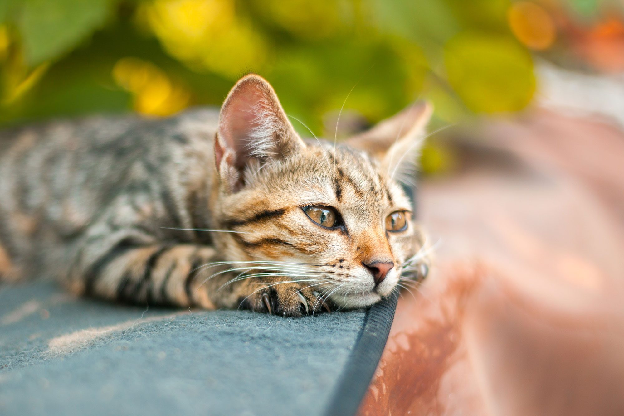 Do Cats Grieve After a Loss? A New Study May Have the Answer