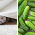 Here’s Why Cats Are Afraid of Cucumbers
