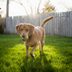 11 Shockingly Common Backyard Dangers for Dogs